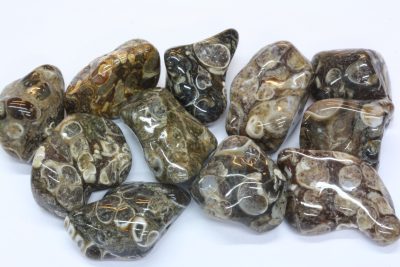 Agat Turitella polert 2 til 3cm