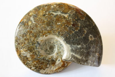 Ammonitt Cleoniceras polert fra Tulear Madagaskar Tid: Jura ca 175mill år 2kg 17x21cm