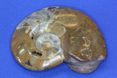 Ammonitt  Imotoceras  Devon ca 380mill år fra Marokko 135g 6.5×8.5cm