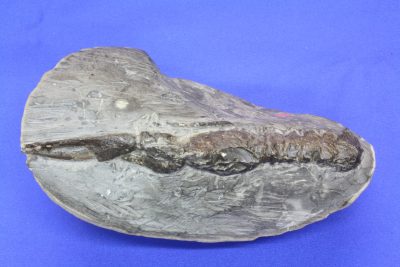 Fossil krabbe Fam: Meyeria  Tid: Kritt ca 135mill år fra Sachenhagen Tyskland  0.9kg 15cm