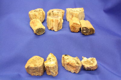 Forsteinet tre kvister på 3 til 4cm