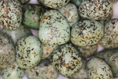 Turkis polert Afrika 2 til 3cm