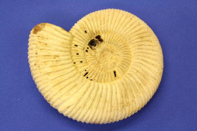Ammonitt B Fam: Perisphinctes Tid: Jura ca 200mill år fra Tulear i Madagaskar   280g 9.5x11cm