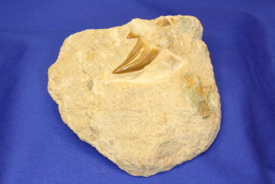Haitann Otodus obliguus Tid: Paleocen Eocen  ca 50mill år fra Ouled Abdoun i Marokko 375g 10x10cm tann 4cm