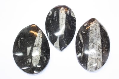Orthoceras polert 6 til 8cm Fossil blekksprut Devon ca 400mill. år fra Erfoud i Marokko