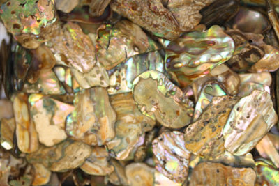 Abalone polert 1 til 2cm biter