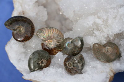 Ammonitt  3 til 5cm polerte Tid:Kritt ca 100mill år fra Mahajanga Madagaskar