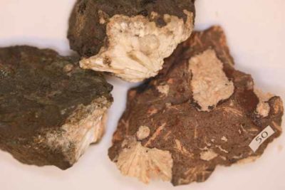 Laumontitt krystaller i moderstein 3 til 5cm fra Tronvik på Jeløya i Moss