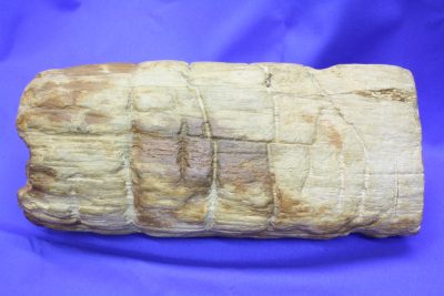 Forsteinet trestamme Øvre Trias ca 225mill. år  fra Navajo Co Arizona USA 7.0kg 13x30cm