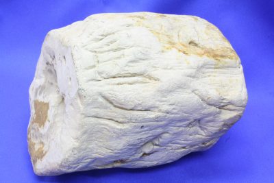 Forsteinet trestamme Øvre Trias ca 225mill. år  fra Navajo Co Arizona USA 4.9kg 15x15cm