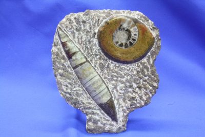 Ammonitt, Orthocer skulptur A 635g 12x14cm fra Marokko