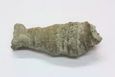 Fossil Hornkorall ( Djevlens tånegl) 20g 2x5cm Tid: Silur ca 430mill år fra Gotland i Sverige