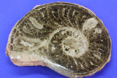 Ammonitt B Choffaticeras 355g 9.5×11.5cm Kritt ca 90mill. år fra Atlas Marokko