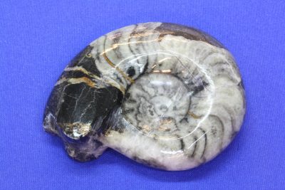Ammonitt B Goniatites 90g 5×6.5cm Devon ca 350mill. år fra Atlasfjellene Marokko