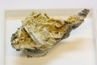 Chiavennitt A 2g 1.5×3.5cm fra Tuften quarry i Tvedalen, Norge. Montert i plasteske.