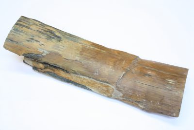 Mammut, støttann fragment, 430g 8x26cm, 10 til 15000 år gammel fra Taimyrhalvøya i Sibir, Russland.