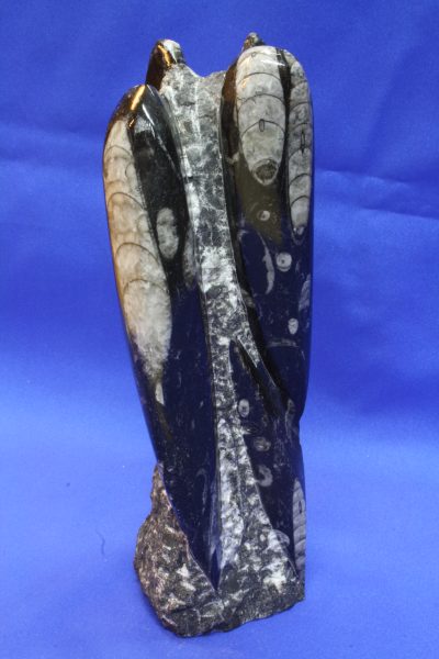Orthoceras B polert skulptur 1.3kg 21cm høy  ca 400mill år fra Erfoud i Marokko
