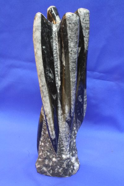 Orthoceras C polert skulptur 1.9kg 26cm høy  ca 400mill år fra Erfoud i Marokko