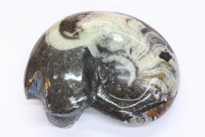 Ammonitt A Goniatites 90g 5×6.5cm Devon ca 350mill. år fra Atlasfjellene Marokko