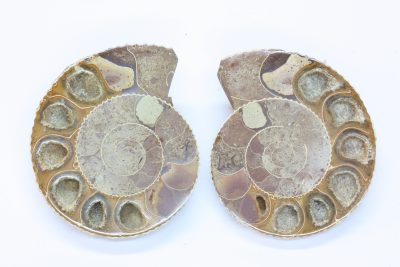 Ammonitt C Jura ca 175mill. år fra Madagaskar 60g 4.5×5.5cm pris pr par