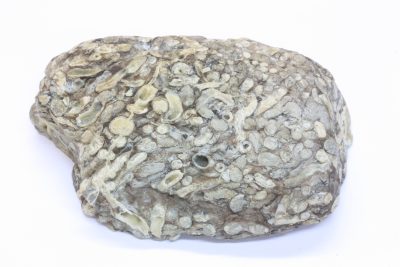 Forsteinet tre med markhull etter Teredo mark 190g 6×8.5cm fra Sheppey, Kent, England.