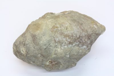 Fossil Snegle (Aktionella gigant) 305g 6.5x9cm Tid: Trias ca 230mill år fra Russback, Østerrike.