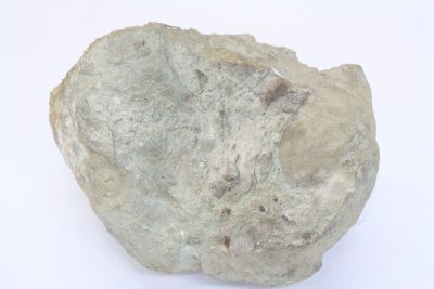 Fossil Snegle (Aktionella gigant) 950g 10x11cm Tid: Trias ca 230mill år fra Russback, Østerrike.