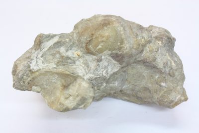 Fossil Snegle (Aktionella gigant) 830g 10x13cm Tid: Trias ca 230mill år fra Russback, Østerrike.