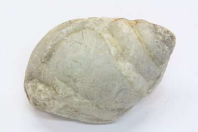 Fossil Snegle (Protosurcula) B 45g 3×4.5cm Tid Paleogen Eocen ca 40mill år fra Bell County, Texas, USA.