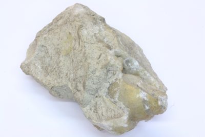 Fossil Snegle (Csiga) 235g 6x9cm Tid: Paleogen ca 45mill år fra Csordakut, Ungarn.