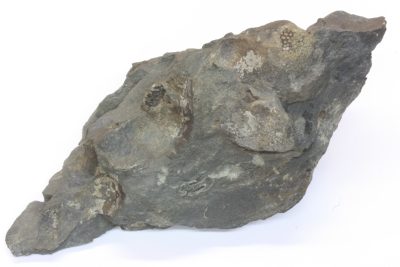 Fossil Korall 465g 7x15cm Tid: Silur ca 430mill år fra Brumunddal, Norge.