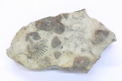 Fossilt Skjell (Enantiostreon Difome) 255g 6.5x10cm Tid: Jura ca 195mill år, fra Dertingen, Tyskland.