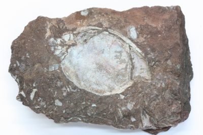 Fossilt skjell (Aconceras) 300g 7x10cm Tid: Undre Kritt ca 125mill år, fra England.