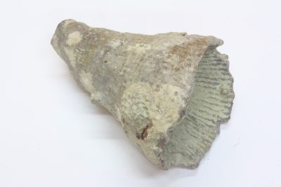 Fossil Hornkorall ( Djevlens tånegl) 17g 3x4cm Tid: Silur ca 430mill år fra Gotland i Sverige