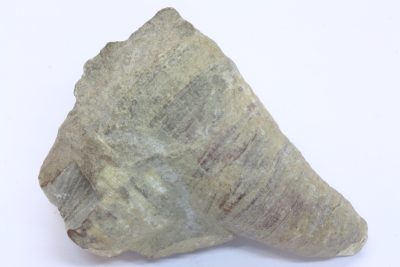 Fossil Hornkorall (Cyathophyllum) 34g 3.5×4.5cm Tid: Devon ca 385mill år fra Tyskland.