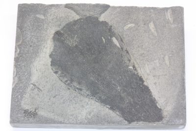 Plantefossil, Europhyllum Whittian, 195g 7.5x10cm Tid: Perm ca 270mill år fra Bajo de Veliz, San Luis, Argentina.