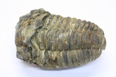 Trilobitt B Flexicalymene ouzregi  124g 5 x 7.5cm Midtre Silur ca 430mill år fra Alnif Anti-Atlas i Marokko