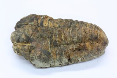 Trilobitt A Flexicalymene ouzregi   52g 4  x  6.5cm Midtre Silur ca 430mill år fra Alnif Anti-Atlas i Marokko
