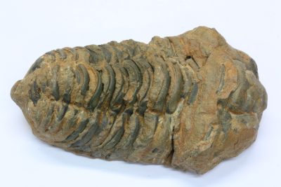 Trilobitt B Flexicalymene ouzregi   70g 4.5  x  7cm Midtre Silur ca 430mill år fra Alnif Anti-Atlas i Marokko
