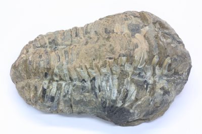 Trilobitt C Flexicalymene ouzregi   130g 5  x  8cm Midtre Silur ca 430mill år fra Alnif Anti-Atlas i Marokko