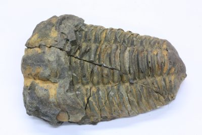 Trilobitt C Flexicalymene ouzregi   70g 4.5  x  6.5cm Midtre Silur ca 430mill år fra Alnif Anti-Atlas i Marokko