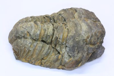 Trilobitt D Flexicalymene ouzregi   86g 5  x  7.5cm Midtre Silur ca 430mill år fra Alnif Anti-Atlas i Marokko
