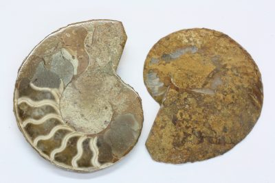 Ammonitt E  54g 5 x 6cm Tid: Jura ca 175mill. år fra Madagaskar  pris pr par