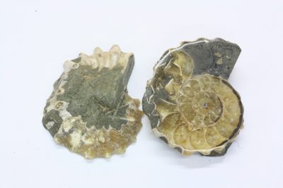 Ammonitt G  56g 4 x 4,5cm Tid: Jura ca 175mill. år fra Madagaskar  pris pr par