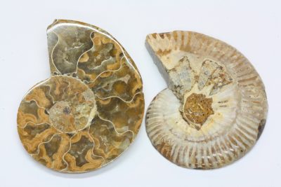 Ammonitt D  58g 5 x 6cm Tid: Jura ca 175mill. år fra Madagaskar  pris pr par