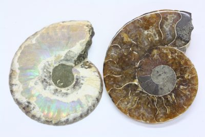 Ammonitt G  50g 4,5 x 6cm Tid: Jura ca 175mill. år fra Madagaskar  pris pr par