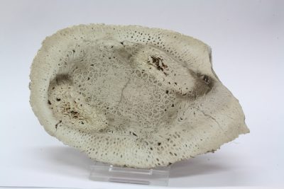 Forsteinet tre,  Tiatea ( Bregnetre) 0,55kg 10x16cm 20mm tykt  Tid: Perm ca 260mill år  fra Araguaina, Maranhao i Brasil