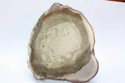 Forsteinet tre,  Tiatea ( Bregnetre) 0,8kg 15x17cm 16mm tykt  Tid: Perm ca 260mill år  fra Araguaina, Maranhao i Brasil