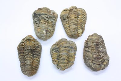 Trilobitt  Flexicalymene ouzregi   ca 4cm  Midtre Silur ca 430mill år fra Alnif Anti-Atlas i Marokko