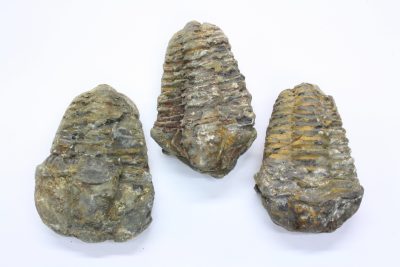 Trilobitt  Flexicalymene ouzregi   ca 5cm Midtre Silur ca 430mill år fra Alnif Anti-Atlas i Marokko
